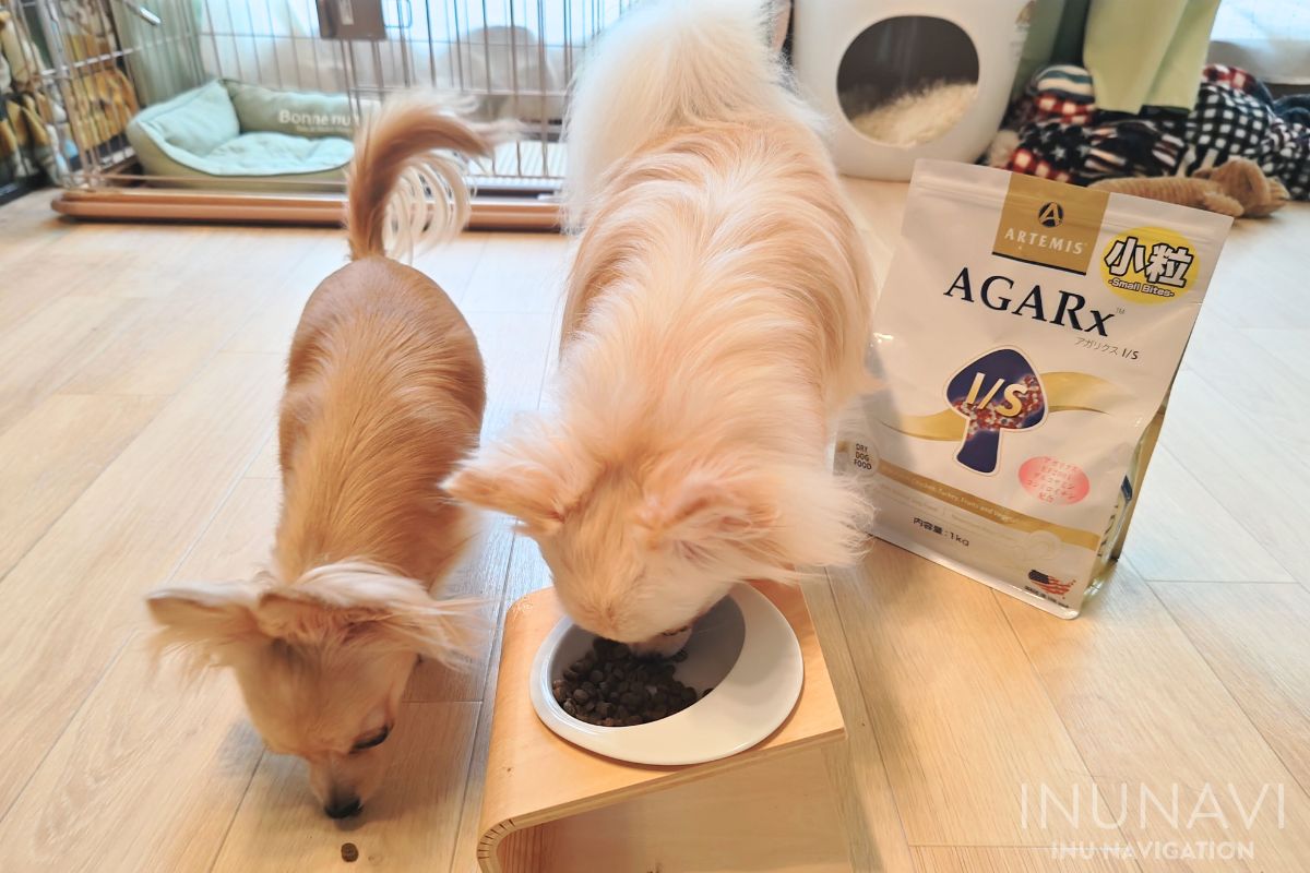 アガリクスI_Sを食べる愛犬たち (2)