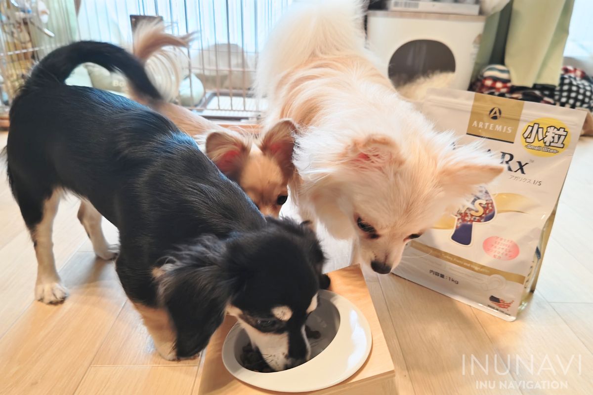 アガリクスI_Sを食べる愛犬たち