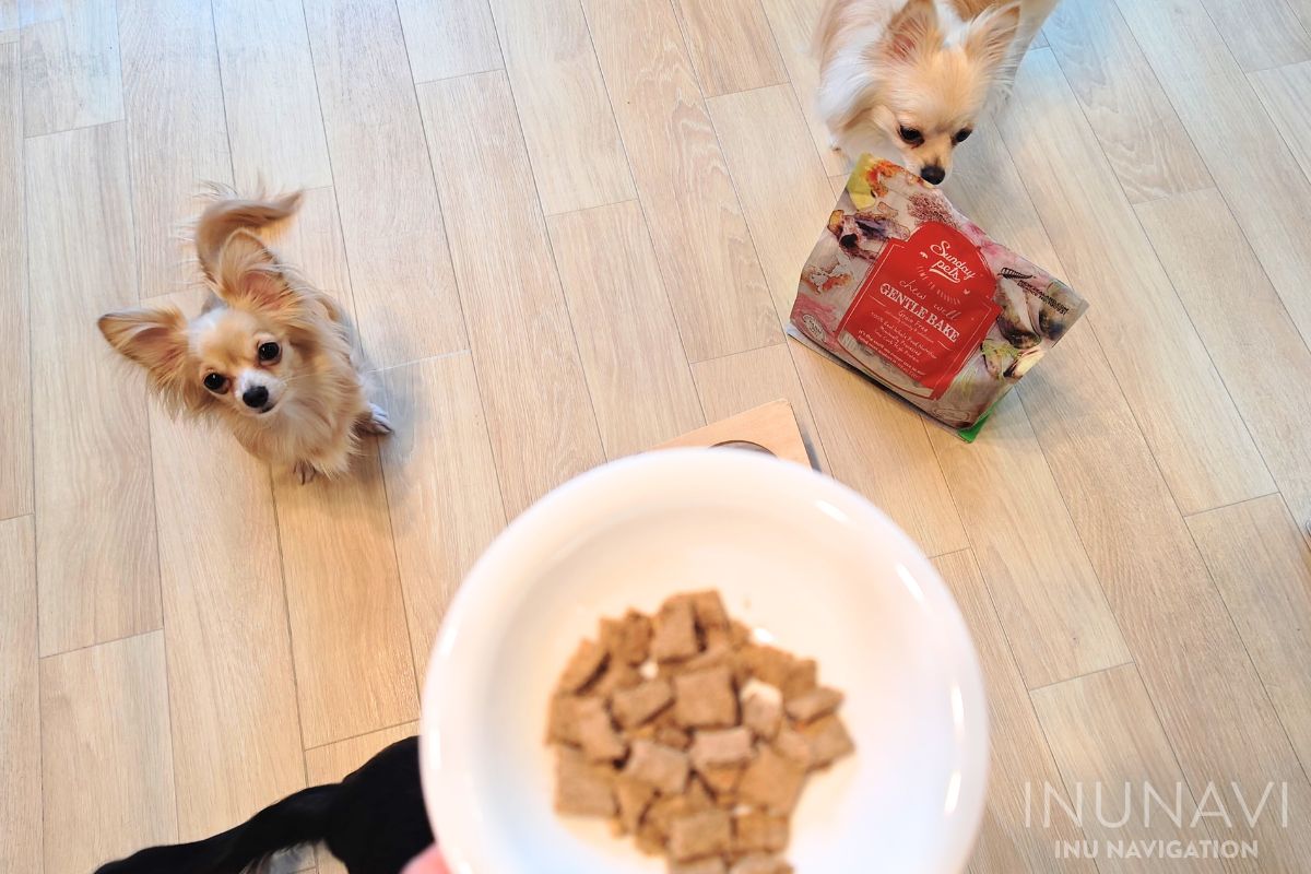 サンデーペッツ ジェントルベイク ドッグフードが入った器を見ている愛犬たち