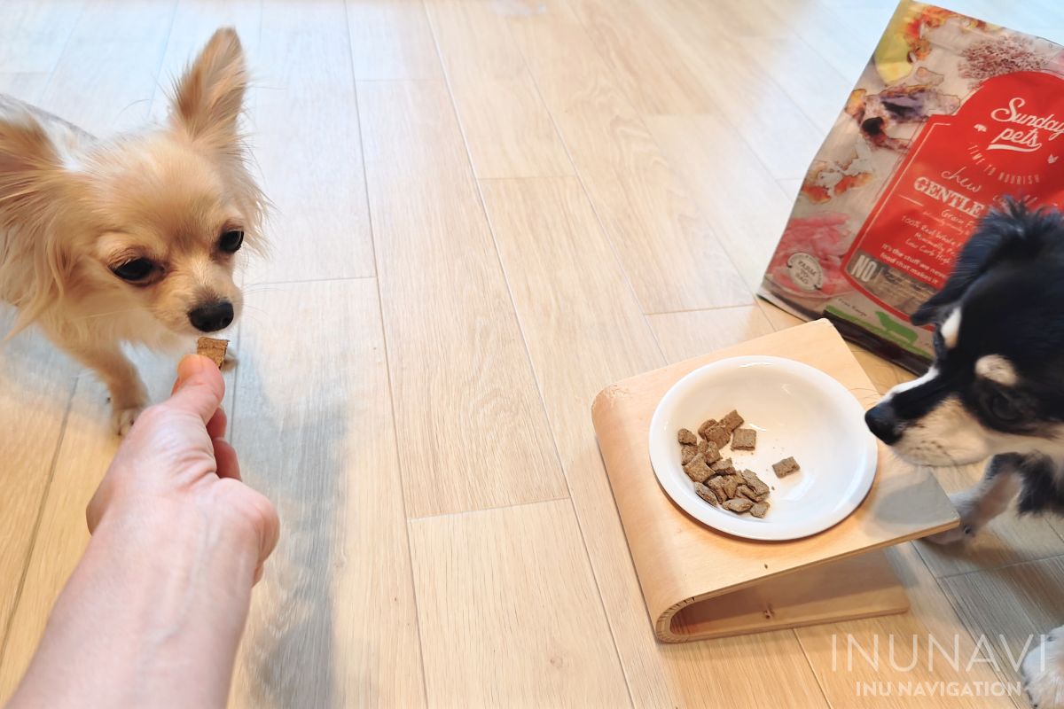 サンデーペッツ ジェントルベイク ドッグフードを手から食べる愛犬