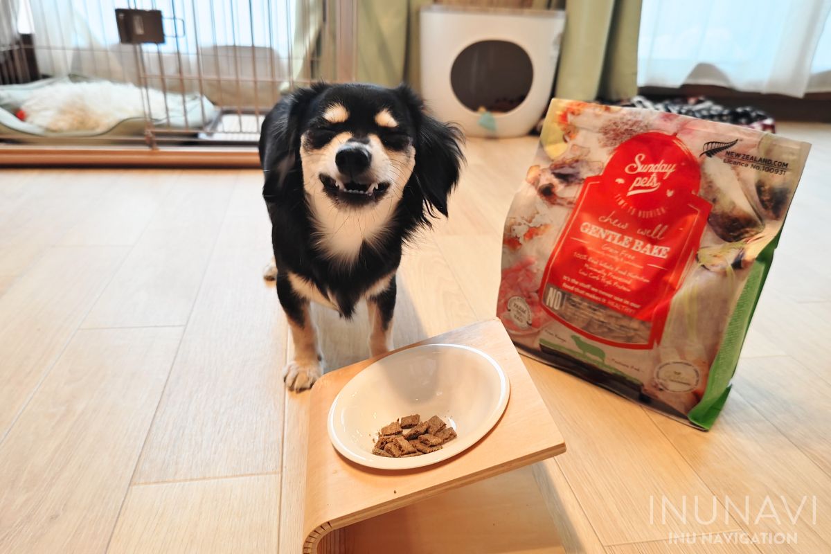 サンデーペッツ ジェントルベイク ドッグフードを食べる愛犬 