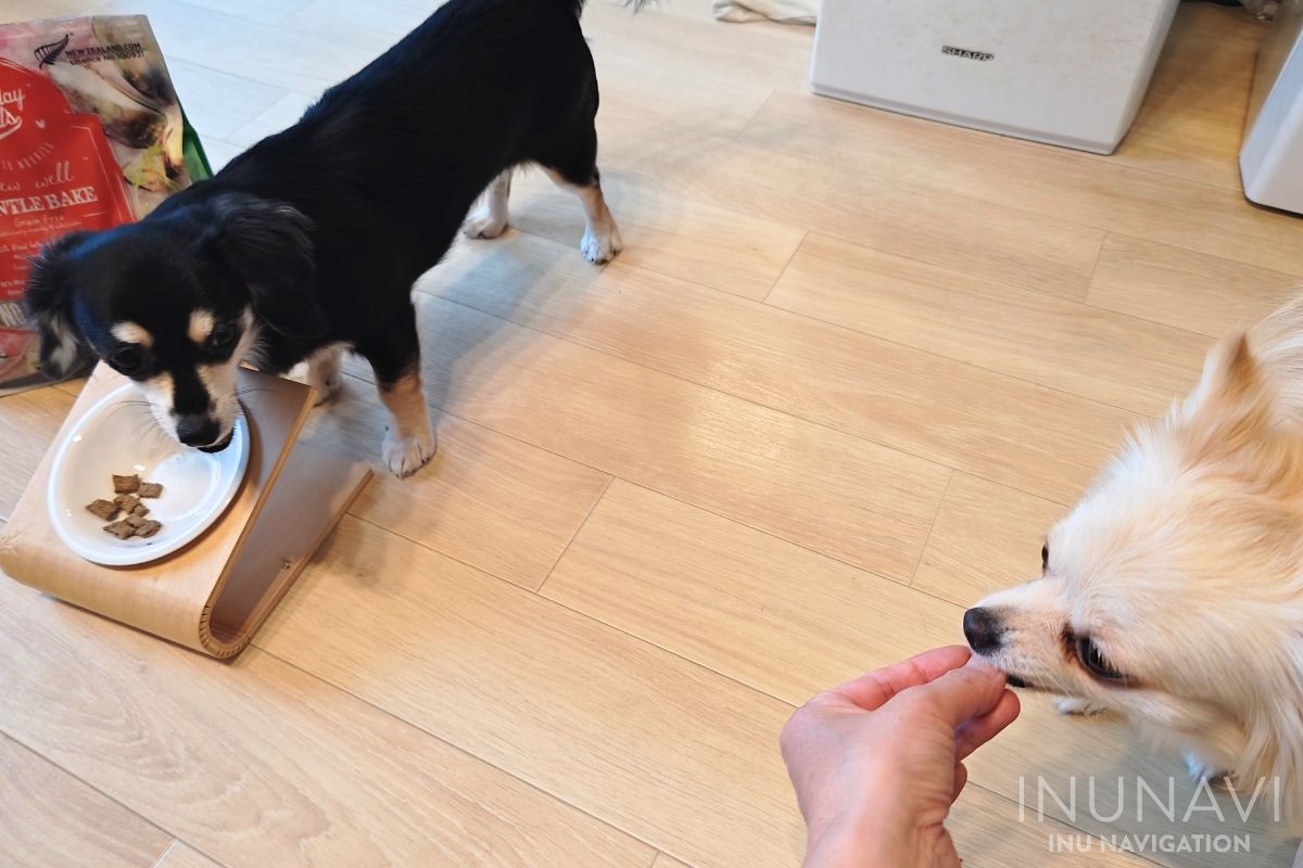 サンデーペッツ ジェントルベイク ドッグフードを手から食べる愛犬