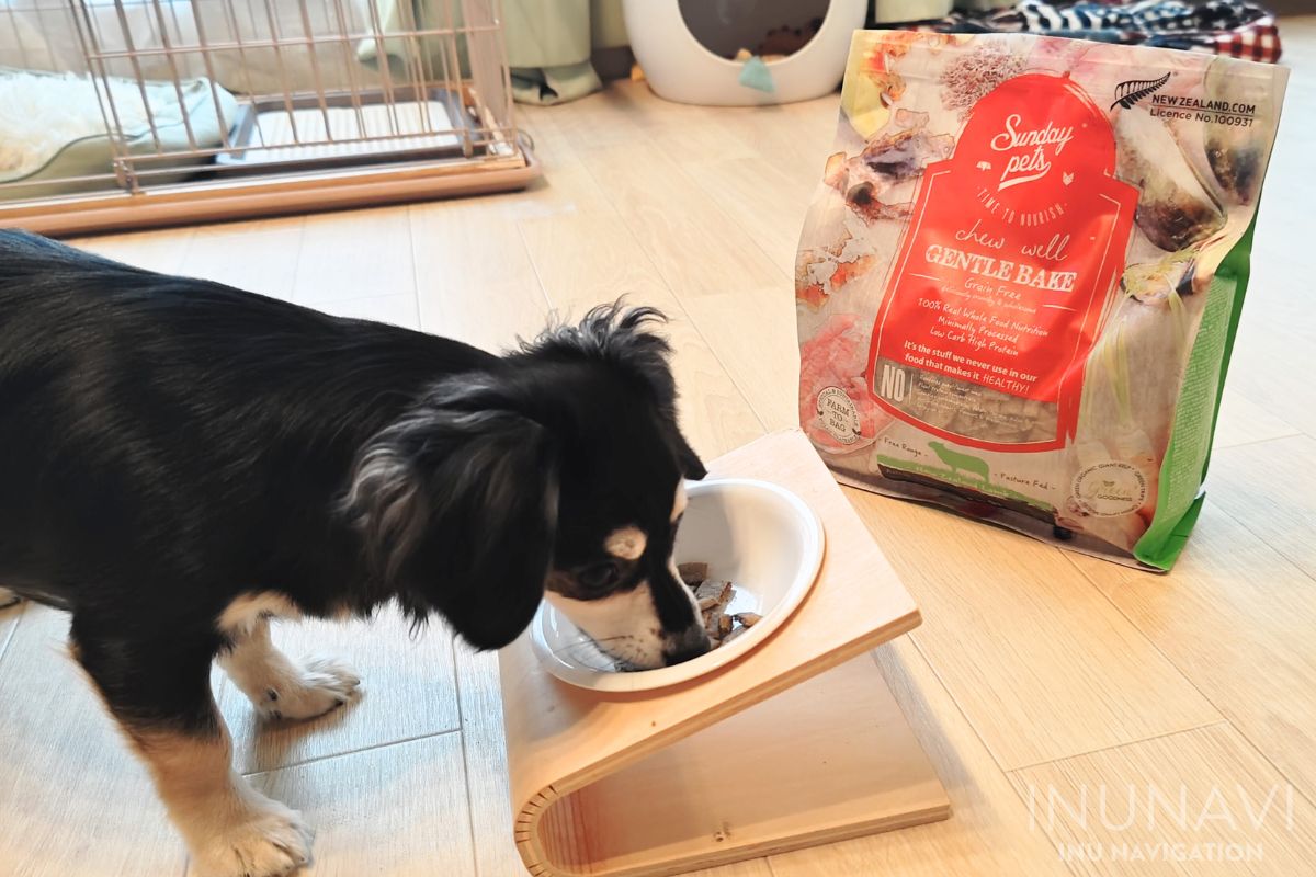 サンデーペッツ ジェントルベイク ドッグフードを食べる愛犬 