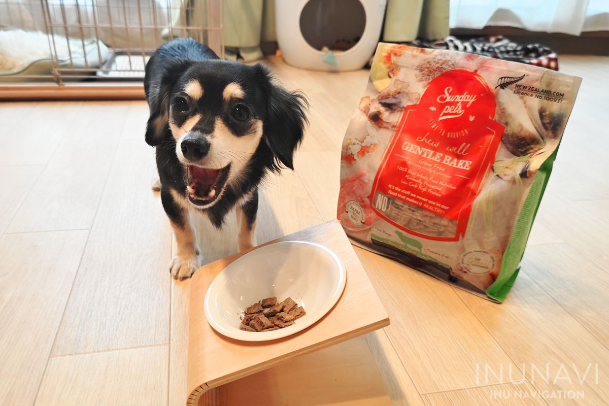 サンデーペッツ ジェントルベイク ドッグフードを食べる愛犬 (7)