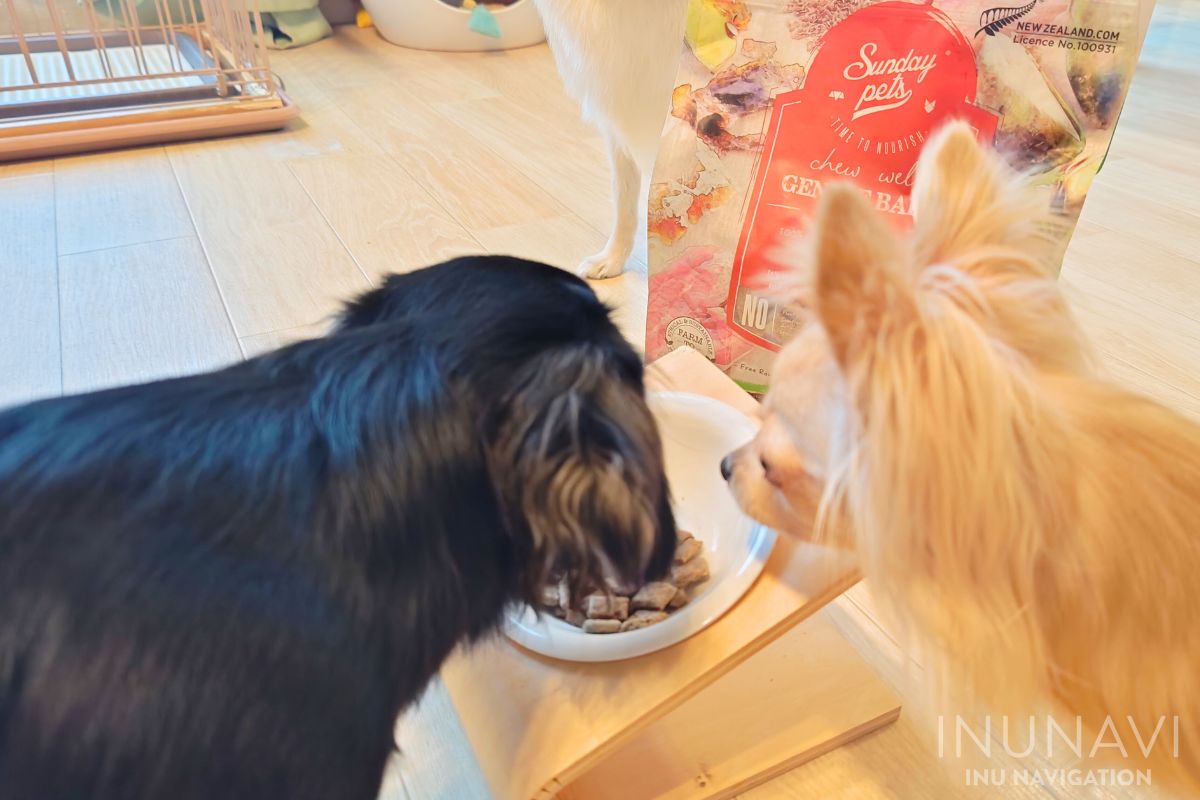 サンデーペッツ ジェントルベイク ドッグフードを食べる愛犬