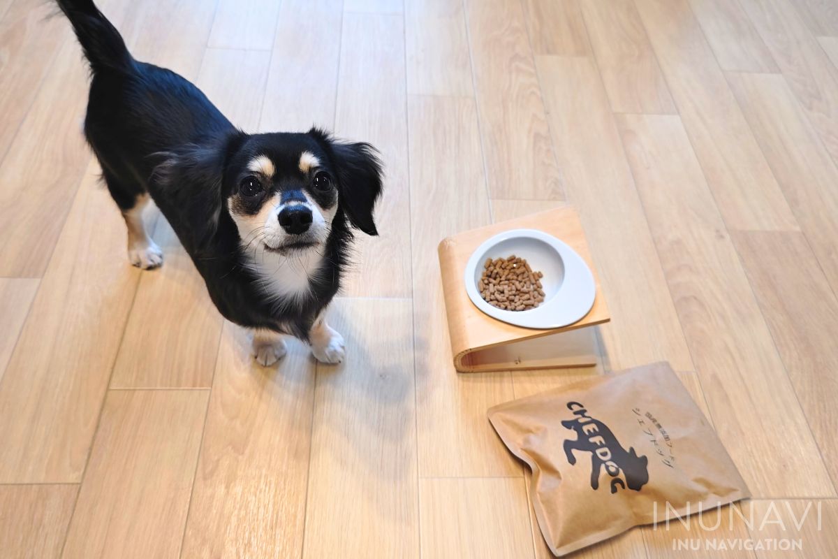 シェフドッグと愛犬