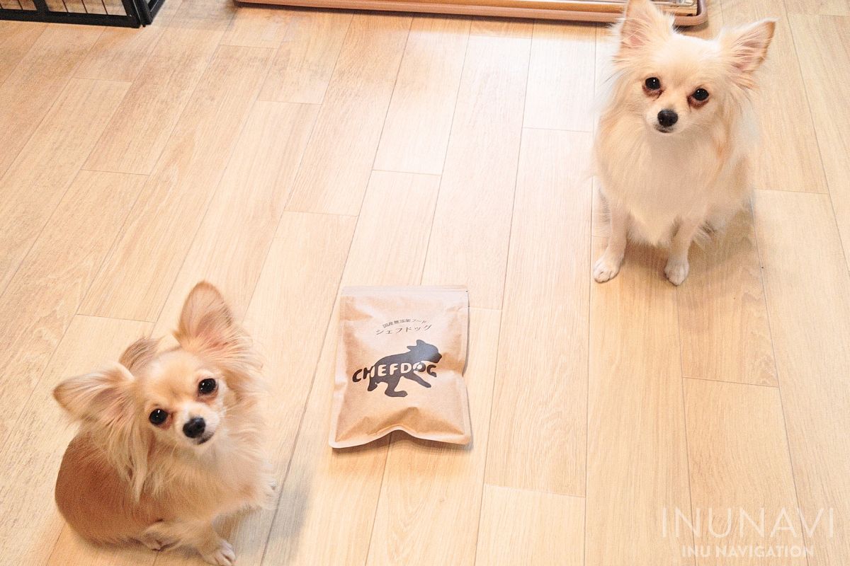 シェフドッグと愛犬たち