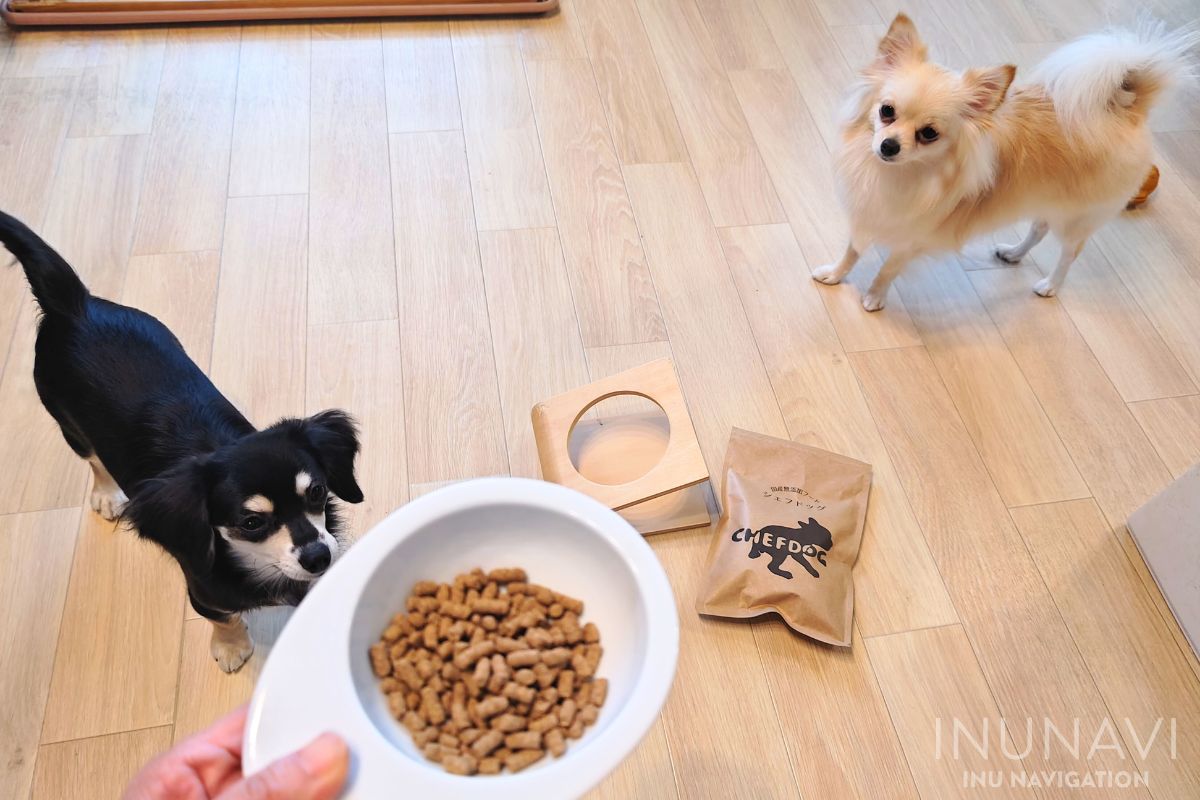 シェフドッグを見る愛犬たち