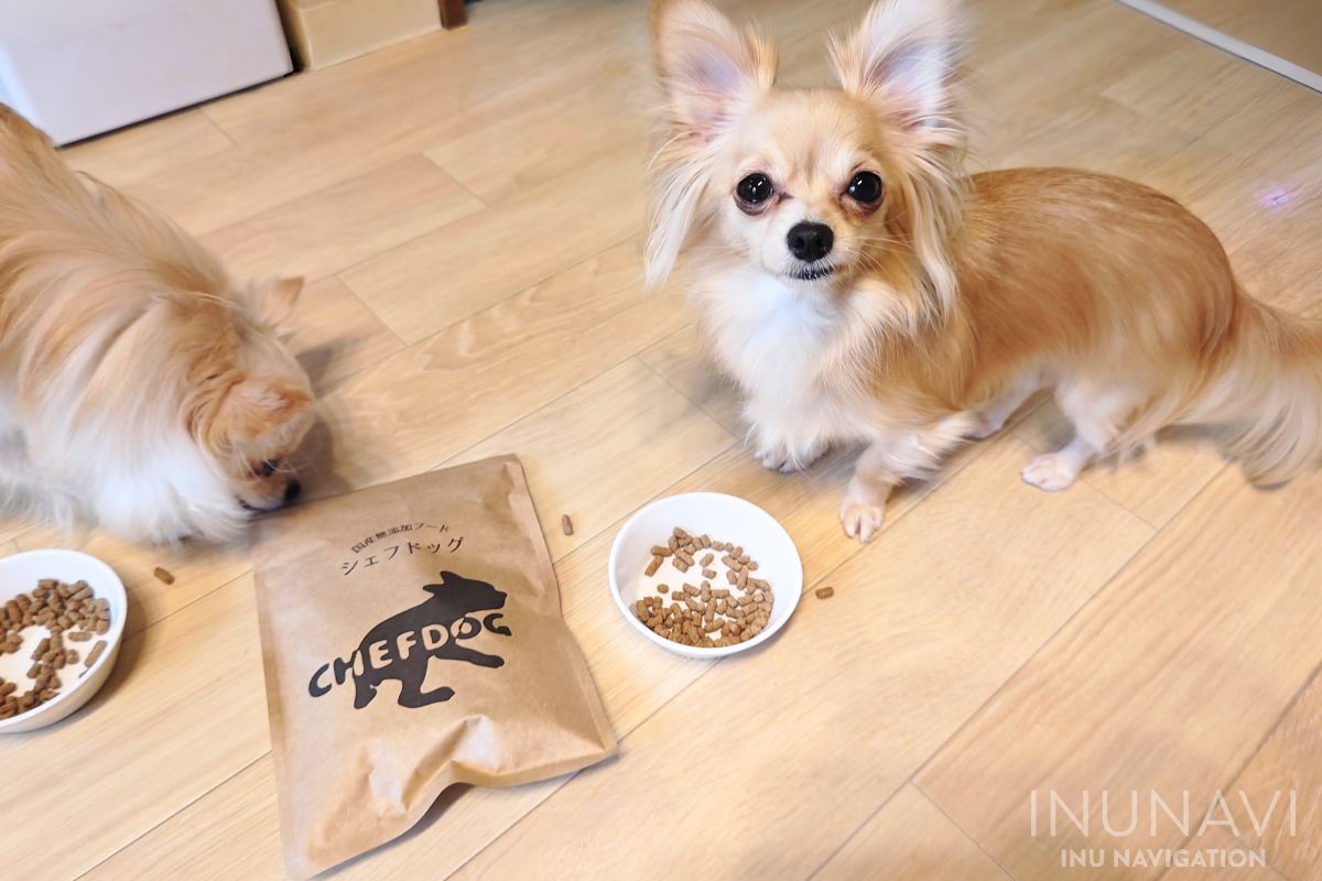 シェフドッグを食べている愛犬