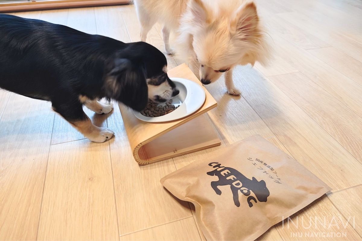 シェフドッグを食べる愛犬