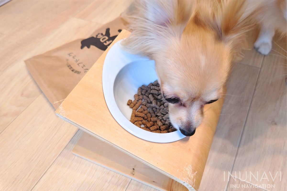 シェフドッグを食べる愛犬