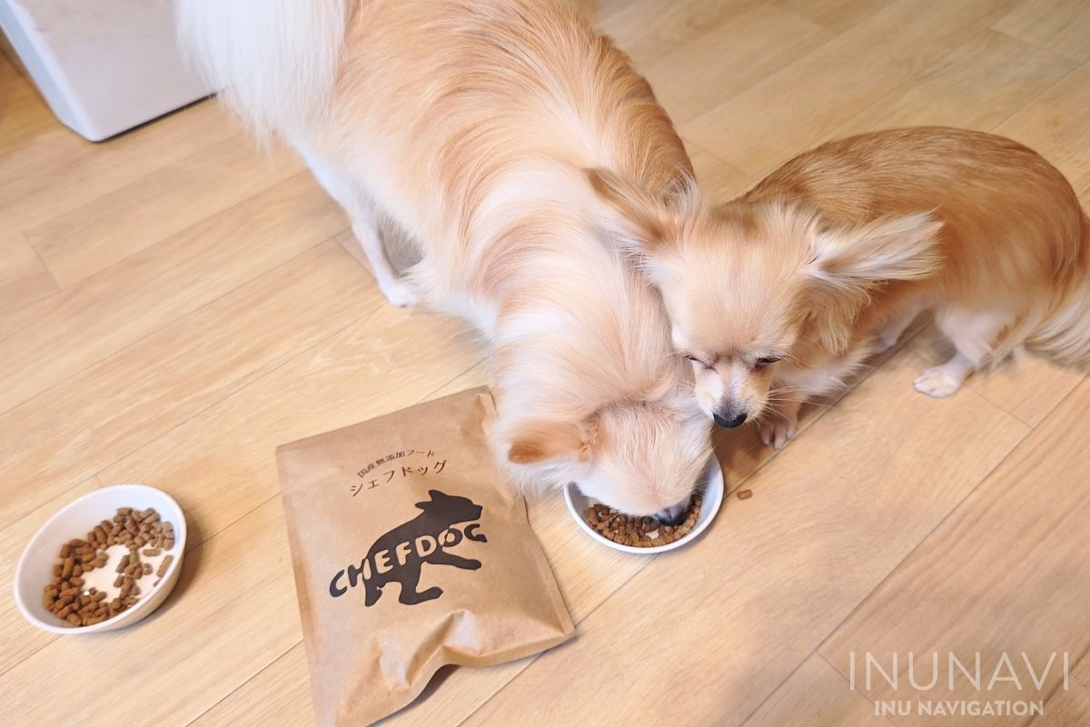 シェフドッグを食べる愛犬 