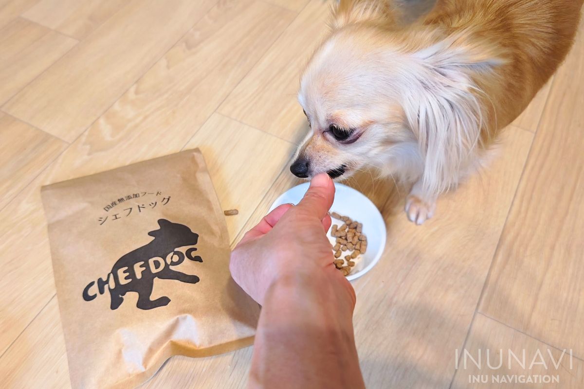 シェフドッグを食べる愛犬