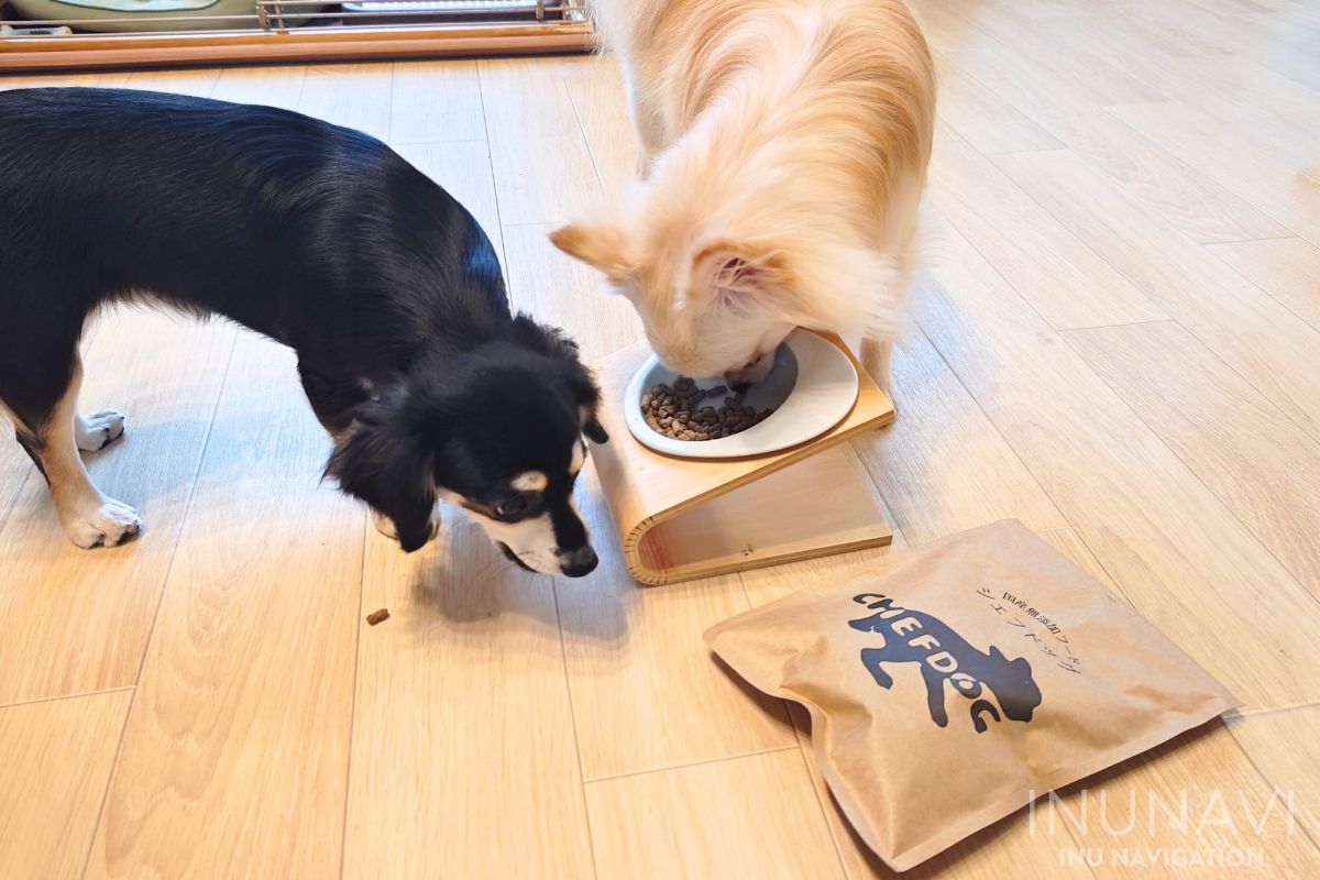 シェフドッグを食べる愛犬