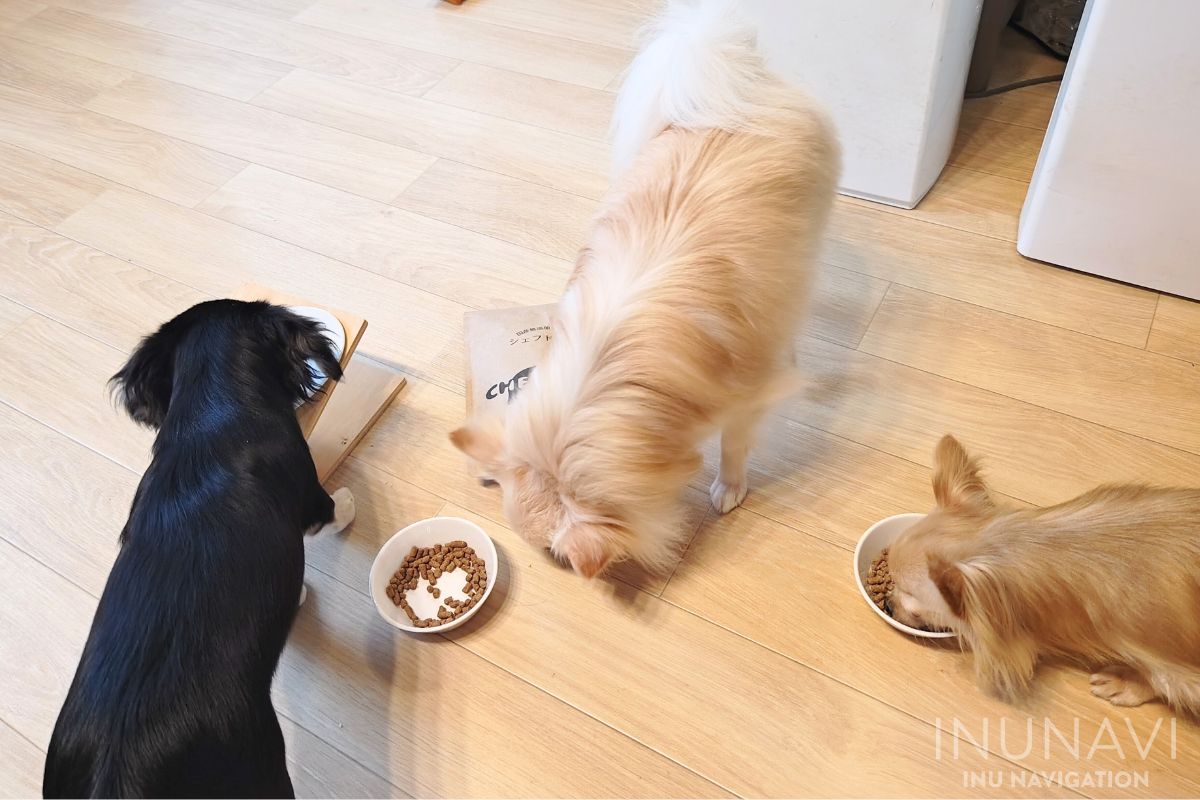 シェフドッグを食べる愛犬たち