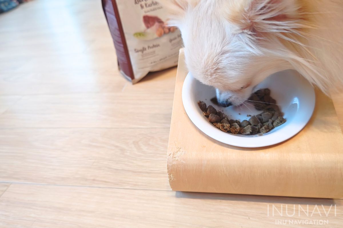 ボッシュドッグフードを食べる愛犬