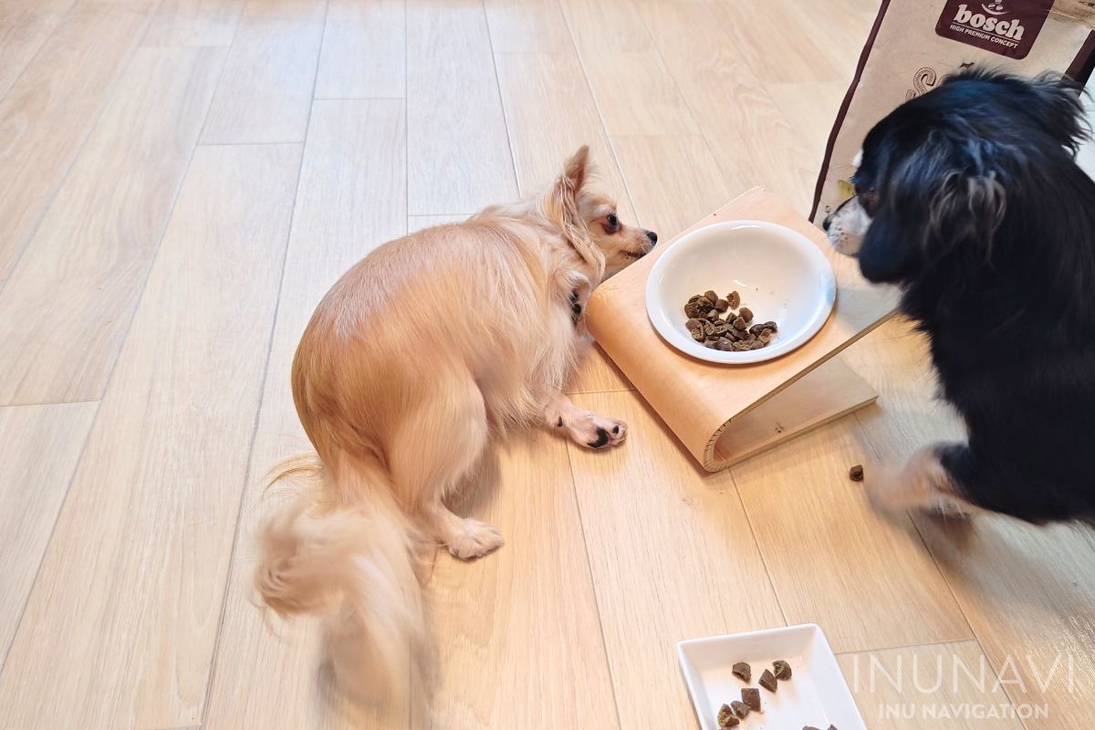 ボッシュドッグフードを食べる愛犬