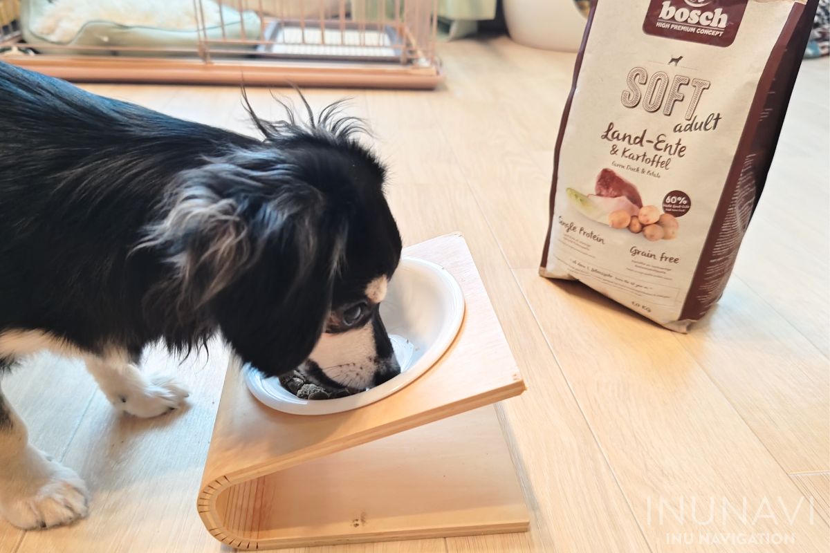 ボッシュドッグフードを食べる愛犬 