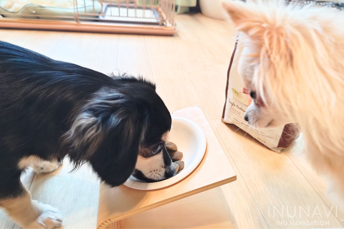 ボッシュドッグフードを食べる愛犬