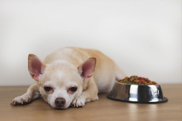 犬がドッグフード食べない原因と対策9選！食いつきが良い餌やわがままに効果的な対処法も紹介【獣医師監修】