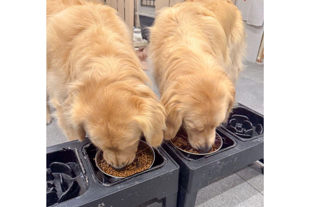 食いつき抜群で大型犬でもよく食べてくれる