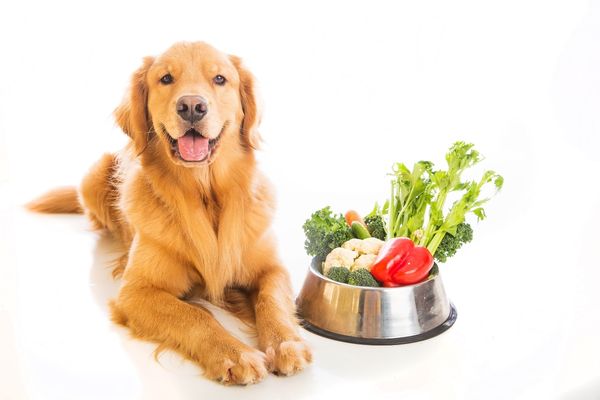 犬と野菜
