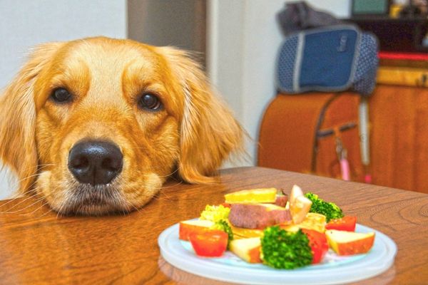 犬に野菜を与える際の注意点