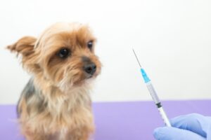 子犬の混合ワクチンや狂犬病の接種はいつから？間隔や選び方を獣医師が解説