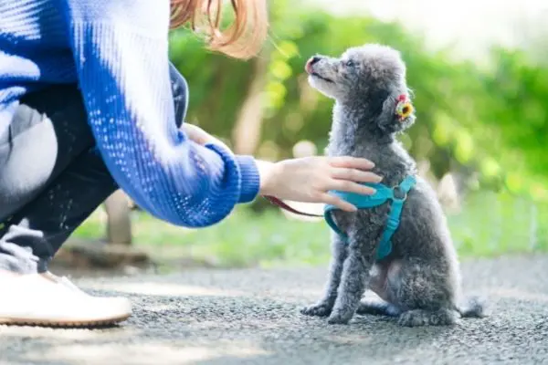 トイプードルの飼い方入門 しつけ お手入れ 性格も ドッグトレーナー監修 Inunavi いぬなび