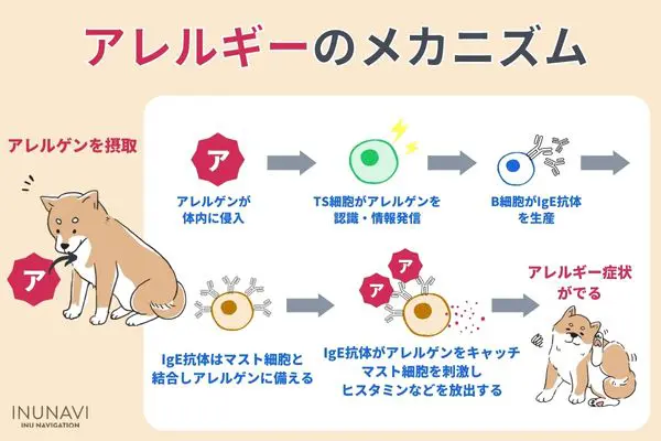 犬のアレルギー 食物 アトピー ノミ 原因 対策を徹底解説 皮膚科医取材 Inunavi いぬなび