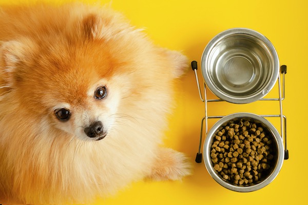 犬のダイエット　ポメラニアンと食器