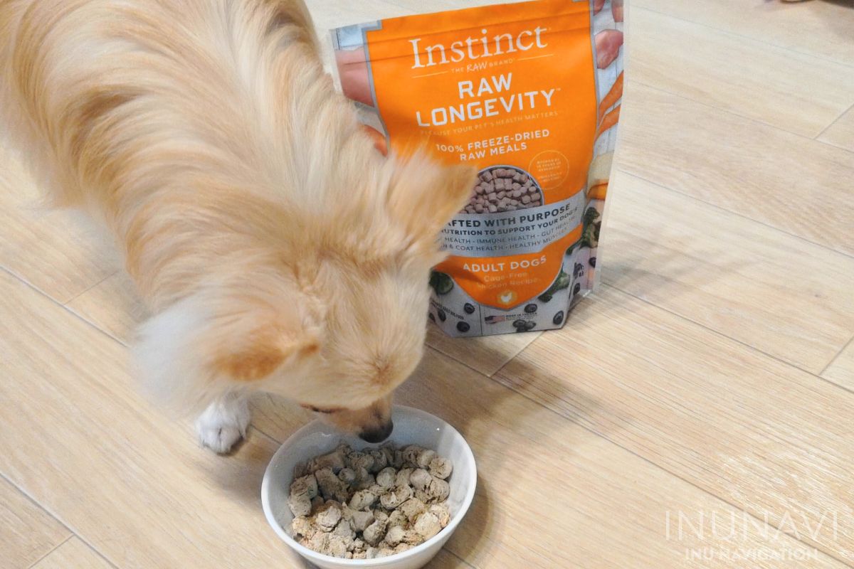 Instinct インスティンクト ドッグフードを食べる愛犬 (4)