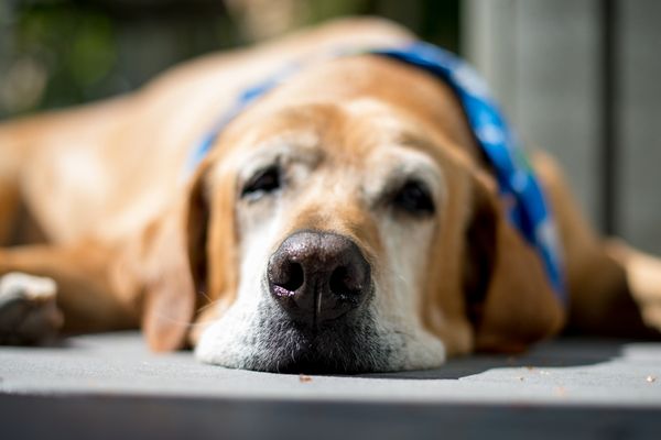 犬の認知症は何歳から？症状やお家でできる予防法を獣医師が解説