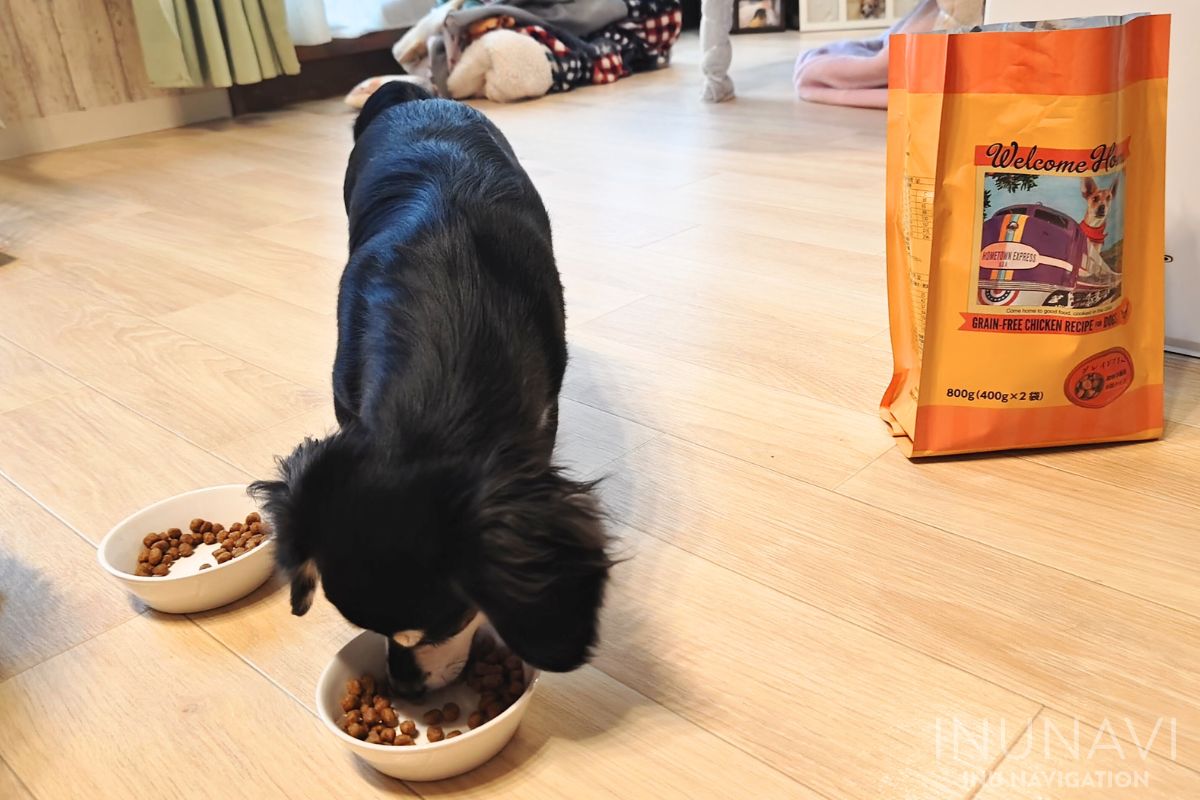 ウェルカムホームドッグフードを食べる愛犬 (4)