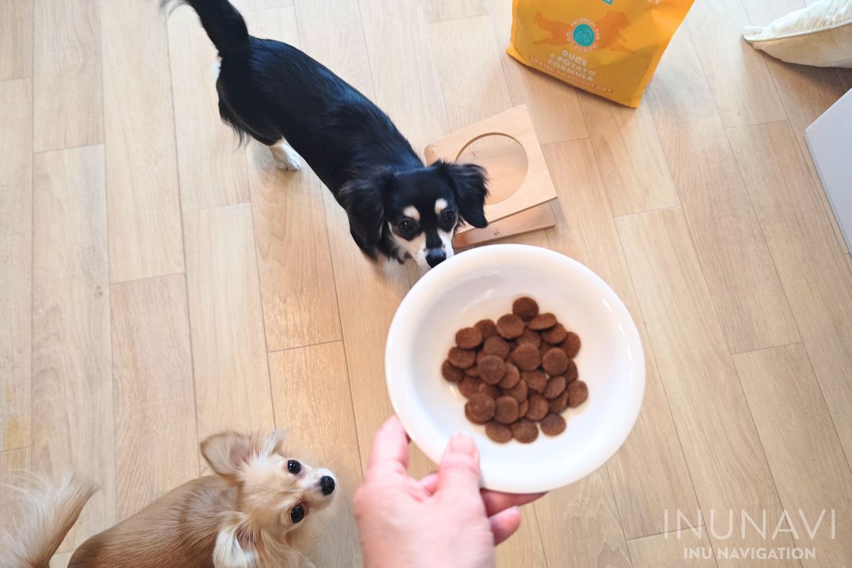 ルーシーペットフードが入った器を見る愛犬たち