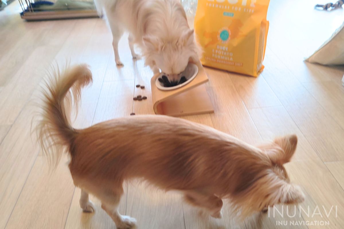 ルーシーペットフードを食べる愛犬 (5)