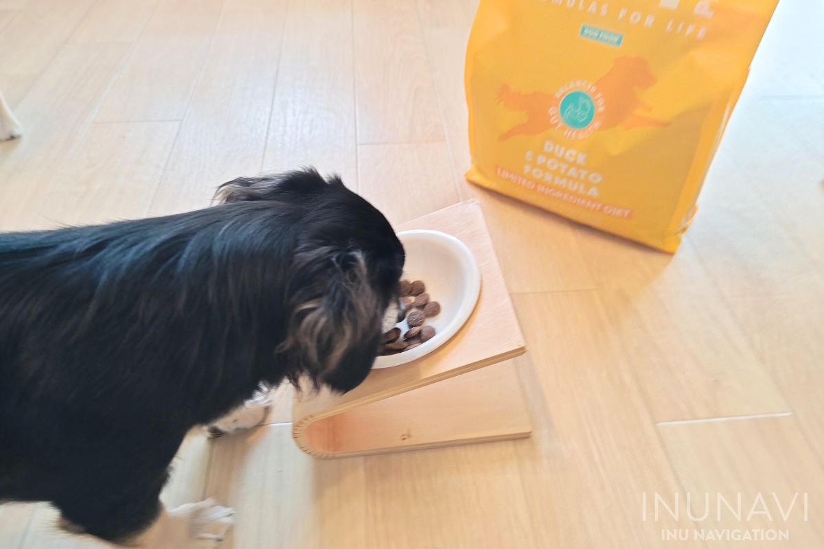 ルーシーペットフードを食べる愛犬