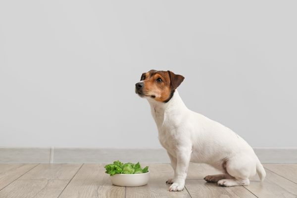 レタスを食べようとしている犬
