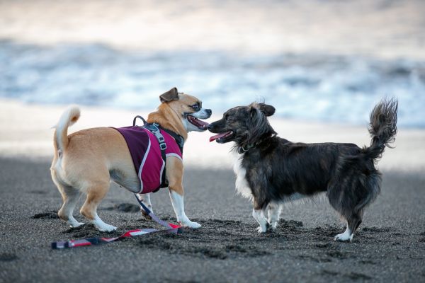 浜辺で遊ぶ2頭のミックス犬
