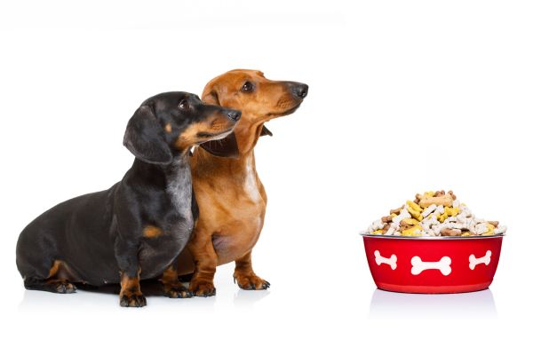 犬のダイエット　太りやすい犬種　山盛りのフードを目の前にマテをしている2頭のミニチュアダックス