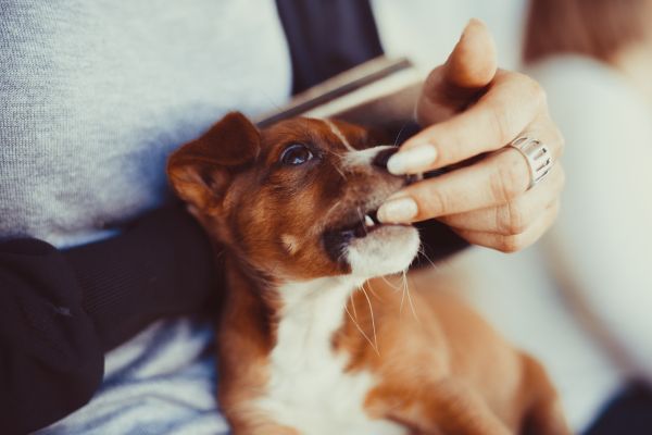 愛犬が手を噛む理由は？効果的なやめさせ方やコツを解説【ドッグ 