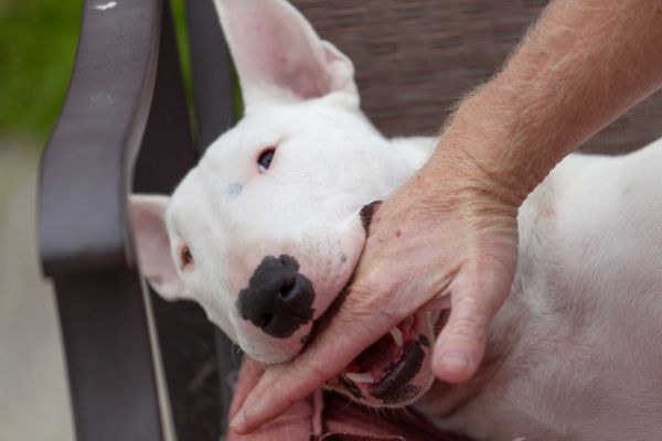 愛犬が手を噛む理由は？効果的なやめさせ方やコツを解説【ドッグ 