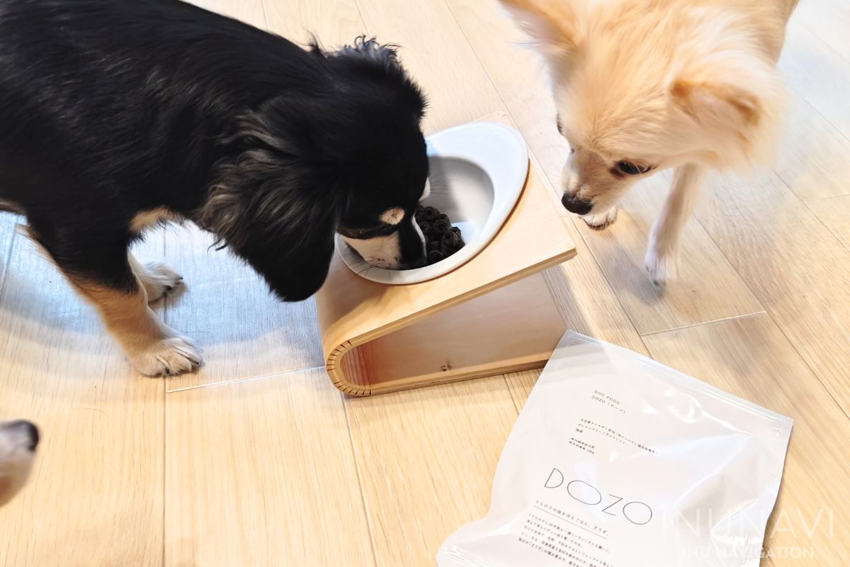 DOZO（ドーゾ）ドッグフードを食べる愛犬