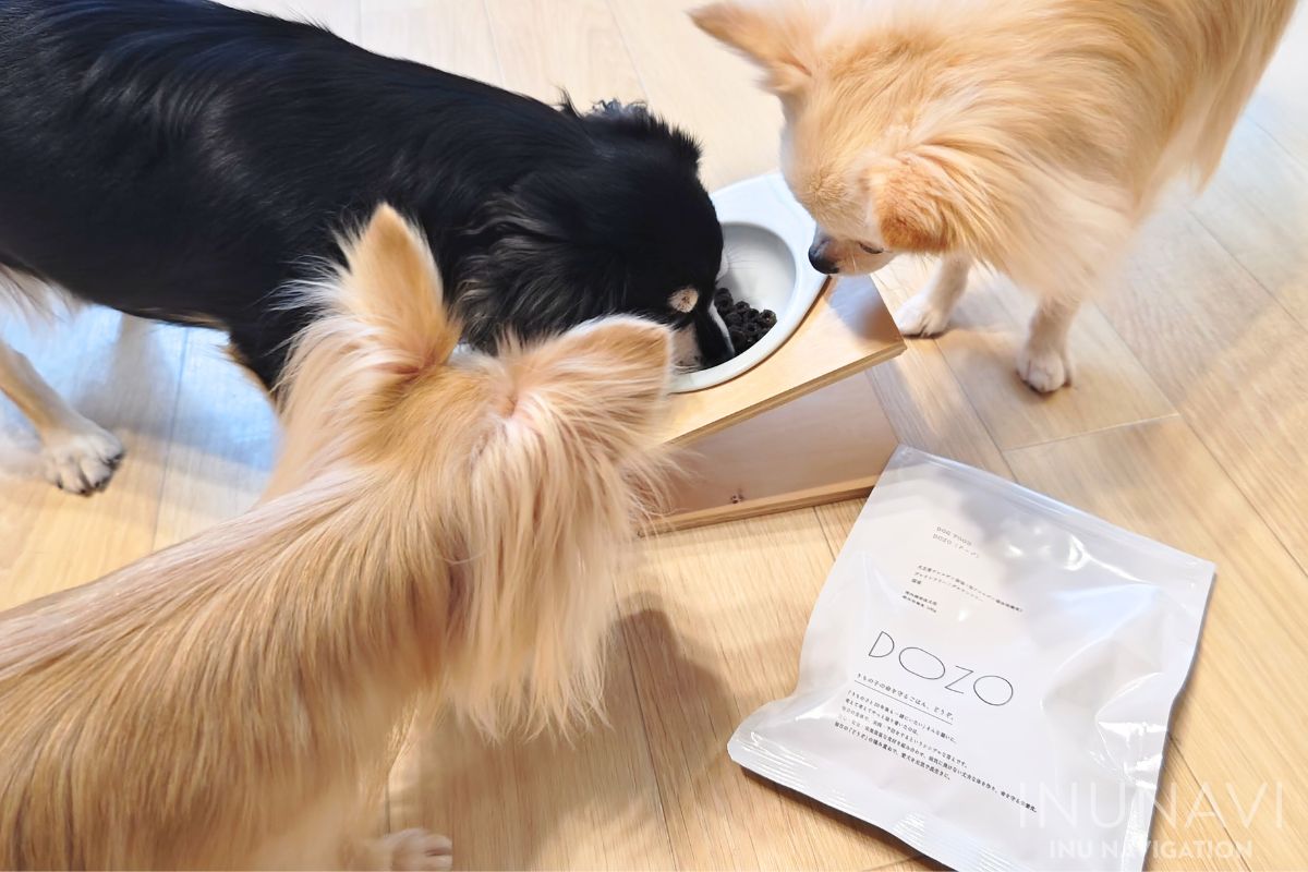 DOZO（ドーゾ）ドッグフードを食べる愛犬と見ている愛犬