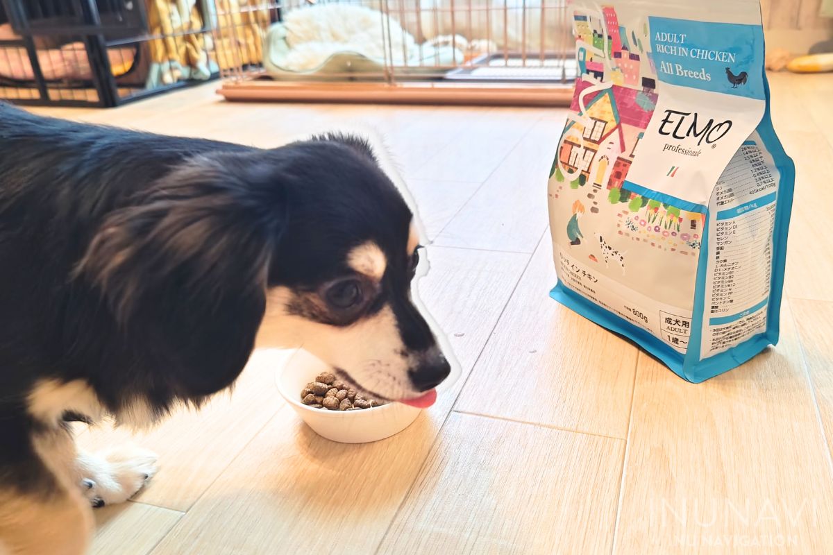 ELMO(エルモ)ドッグフードを食べる愛犬