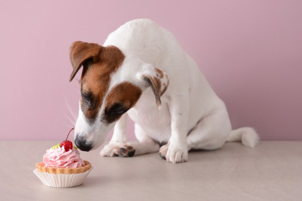 犬の誕生日ケーキ