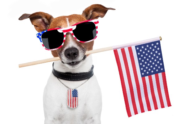 アメリカの国旗をもった犬