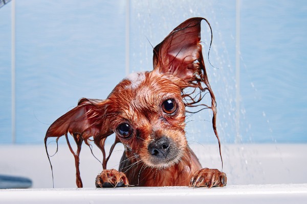 入浴中の犬