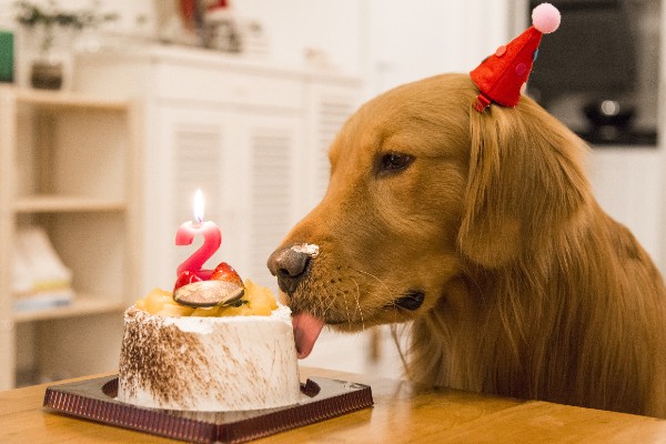 東京エリア別】店舗で買える犬用ケーキ22選｜似顔絵や可愛いケーキで誕生日を楽しもう！ | INUNAVI（いぬなび）
