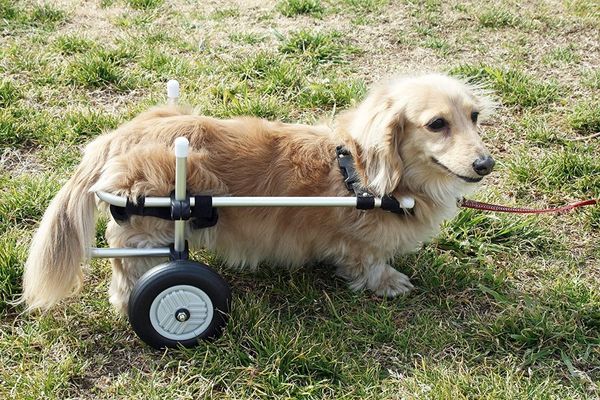 小型犬用2輪歩行器　車いすの商品画像